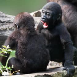 Conservationists Thrilled With Arrival Of Habituated Western Gorilla Twins
