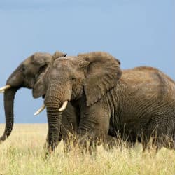 WWF Helps Break Up Major Ivory Trafficking Network