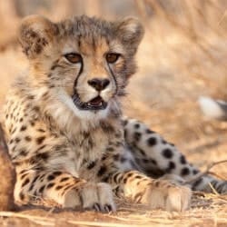 Sick Cheetah Cub Becomes Best Friends With Puppy