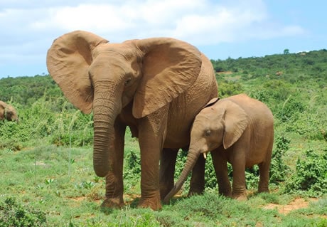 Adopt an Elephant | WWF Animal Adoptions from £3.00 a month