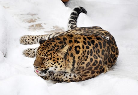 Adopt a Leopard | WWF Animal Adoptions from £3.00 a month