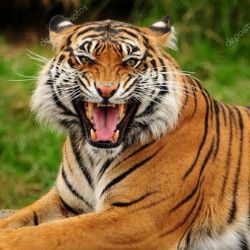 roaring tiger