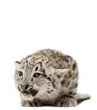 WWF Adopt a Snow Leopard | Adopt an Animal from £3.00 a month