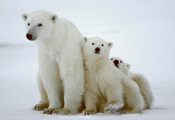 Adopt a Polar Bear