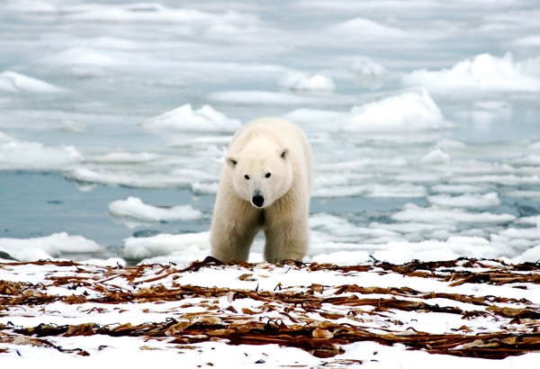 Adopt a Polar Bear