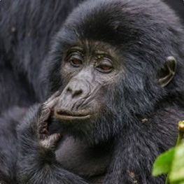 Adopt a Mountain Gorilla