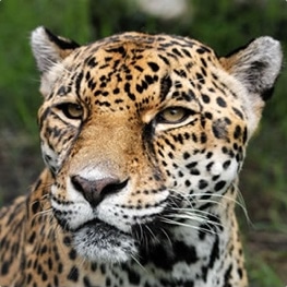 Adopt a Jaguar