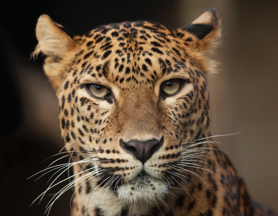 Leopard Facts Leopard Facts
