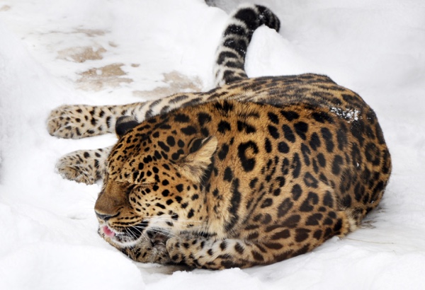 WWF Adopt an Animal WWF Adopt an Animal