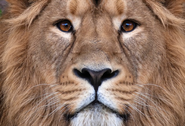 WWF Adopt an Animal WWF Adopt an Animal
