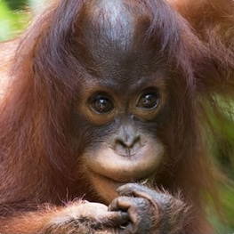Adopt an Orangutan