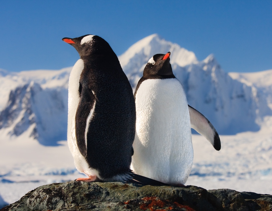 Snowy Animals Facts Snowy Animals Facts