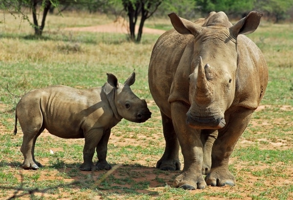 Adopt a Rhino