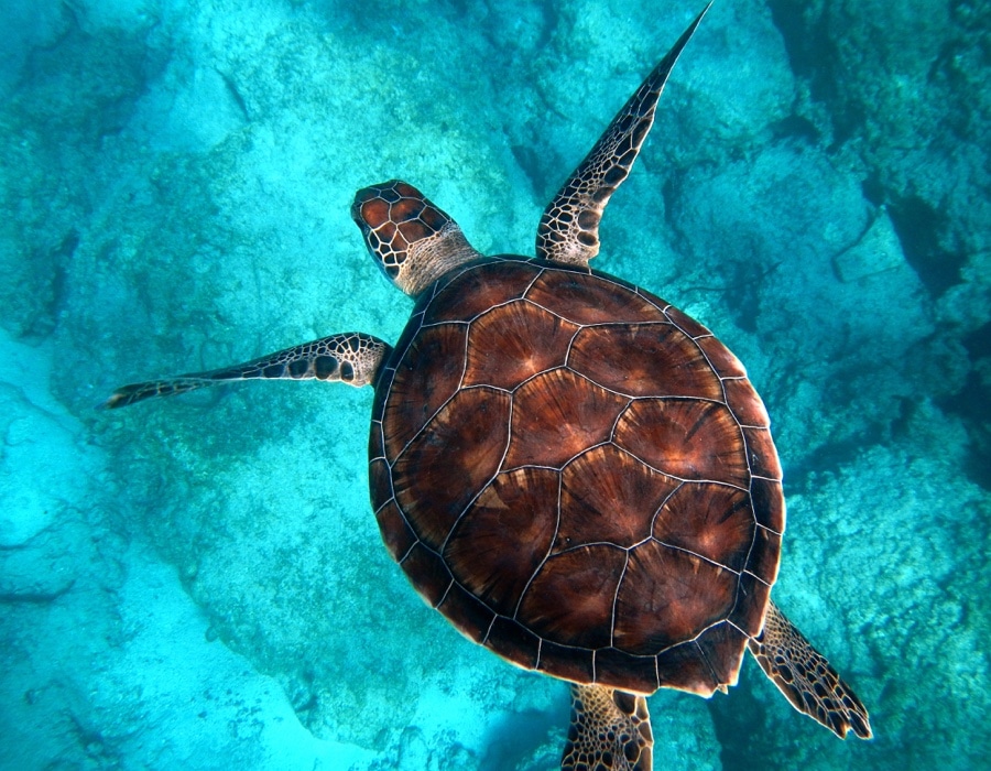 Turtle Facts Turtle Facts