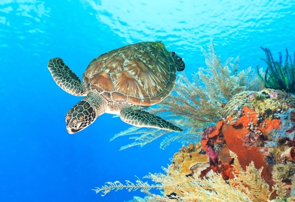 WWF Adopt an Animal WWF Adopt an Animal