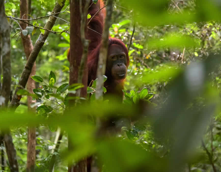 WWF Conservation WWF Conservation
