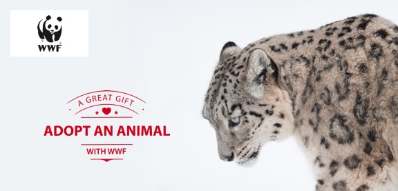 Adopt a Snow Leopard