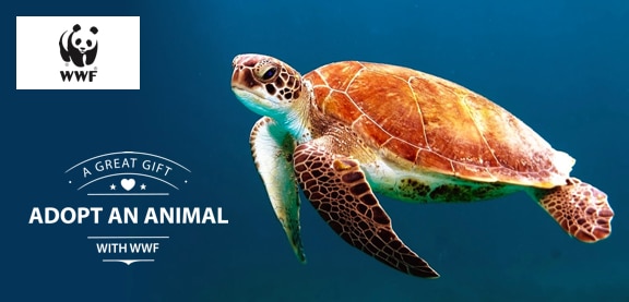 Adopt a Turtle