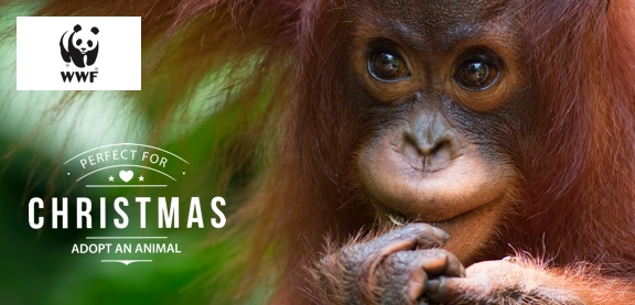 wwf orangutan toy