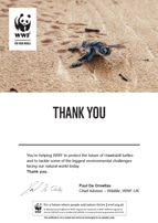 Adopt a Turtle Certificate