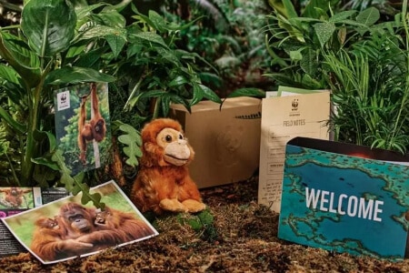 Adopt an Orangutan Gift Pack