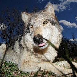 Dogs Split From Wolves Much Earlier Than Previously Thought