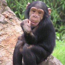 New York State Supreme Court To Decide Whether Chimps Have Human Rights