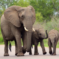 Rare Elephant Twins Born At South African Game Reserve