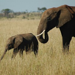 Elephant Who Never Forgot Her Human Helpers Amazes Them